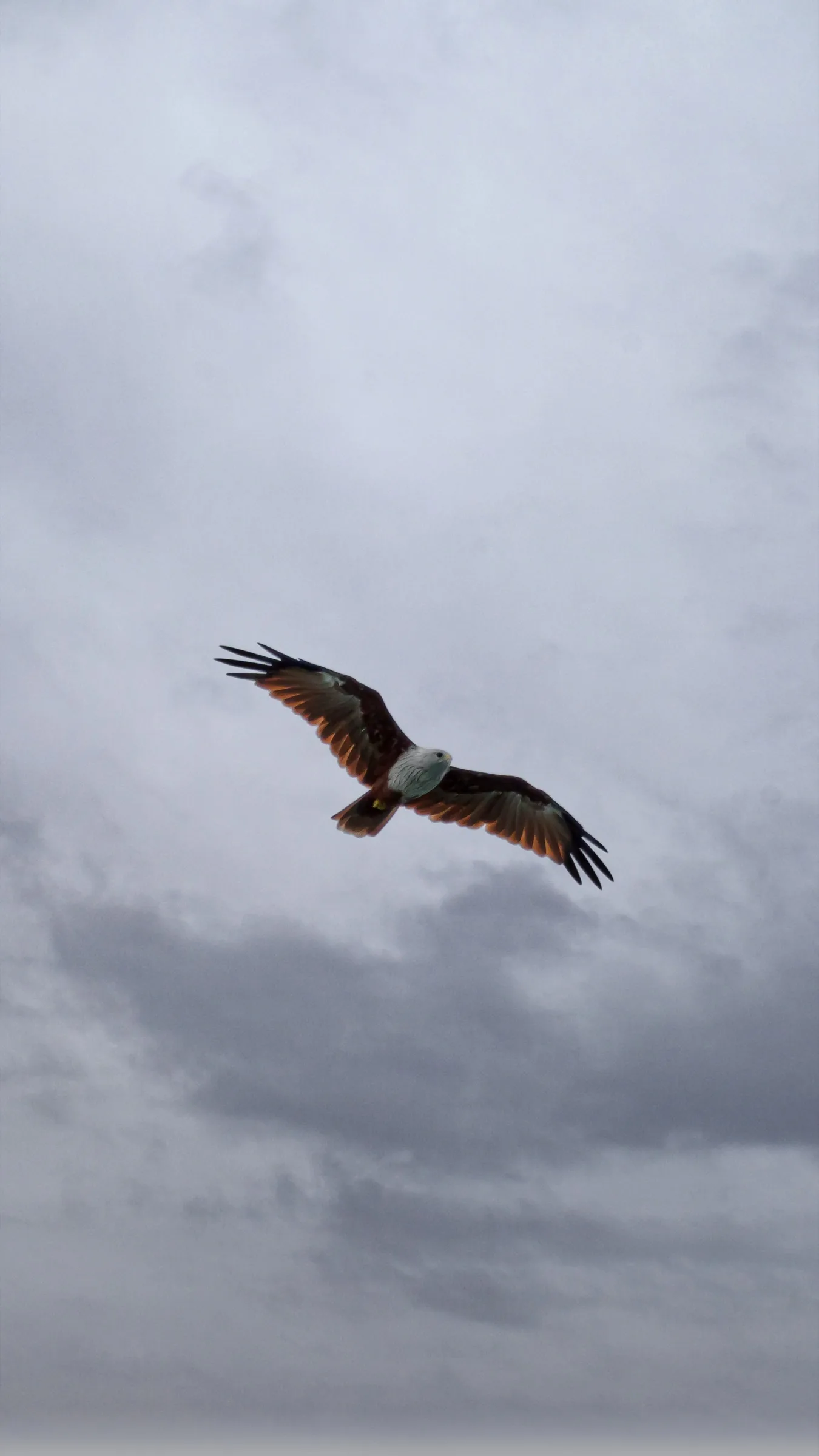 Brahminy Kite against the storm