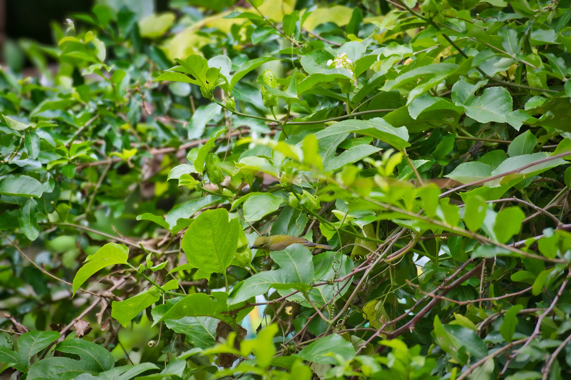Brown-throated Sunbird, female