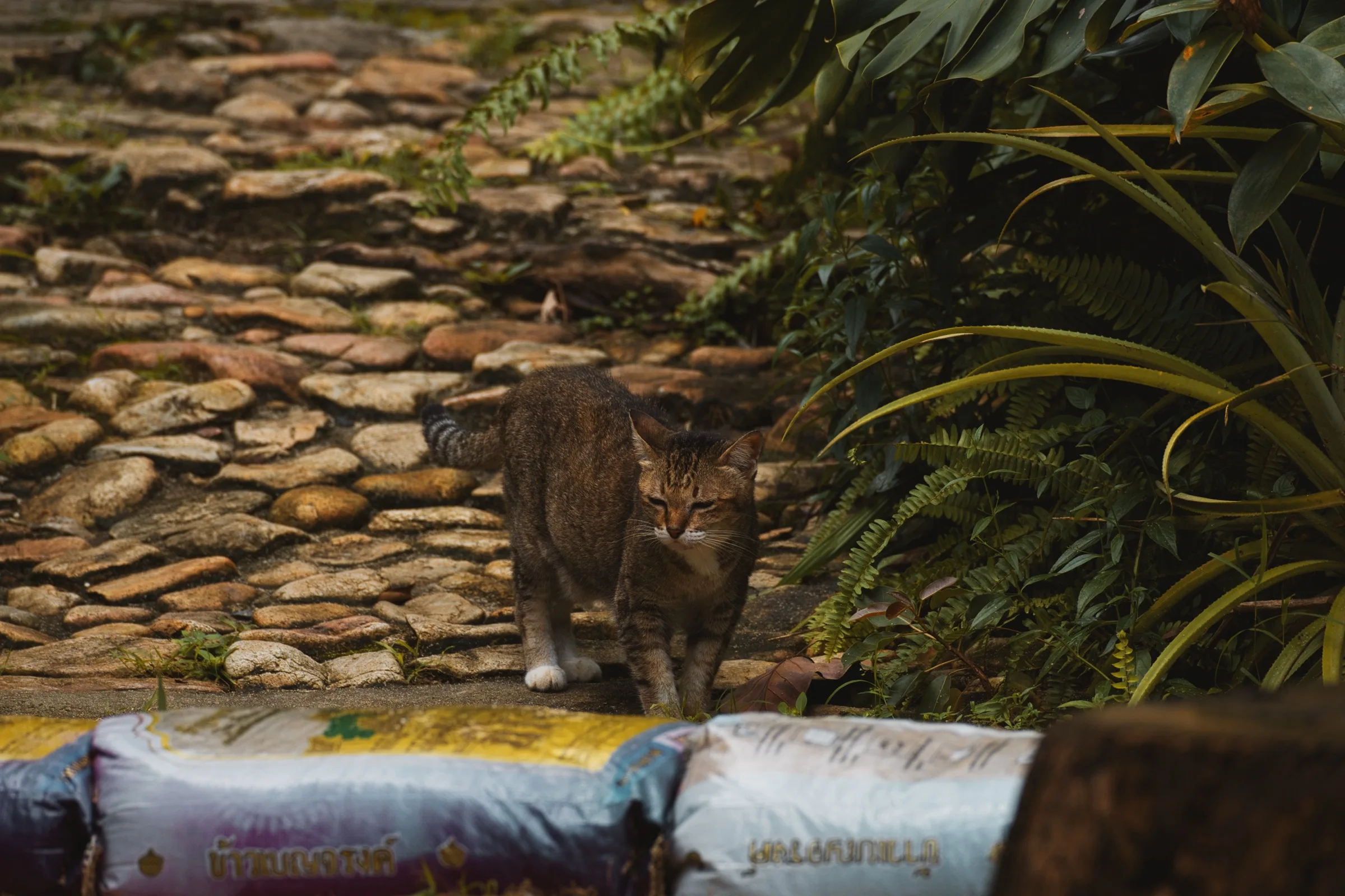 Cat on the stone wall