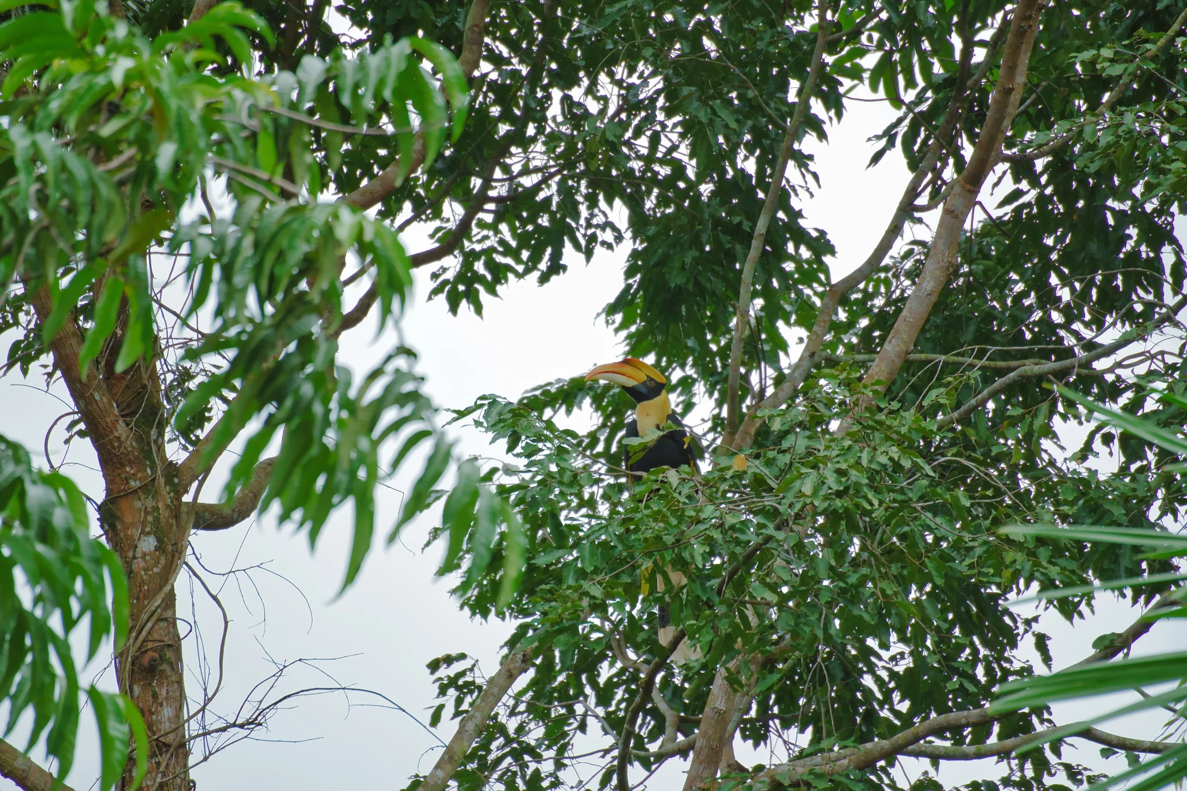 Great Hornbill at the viewpoint