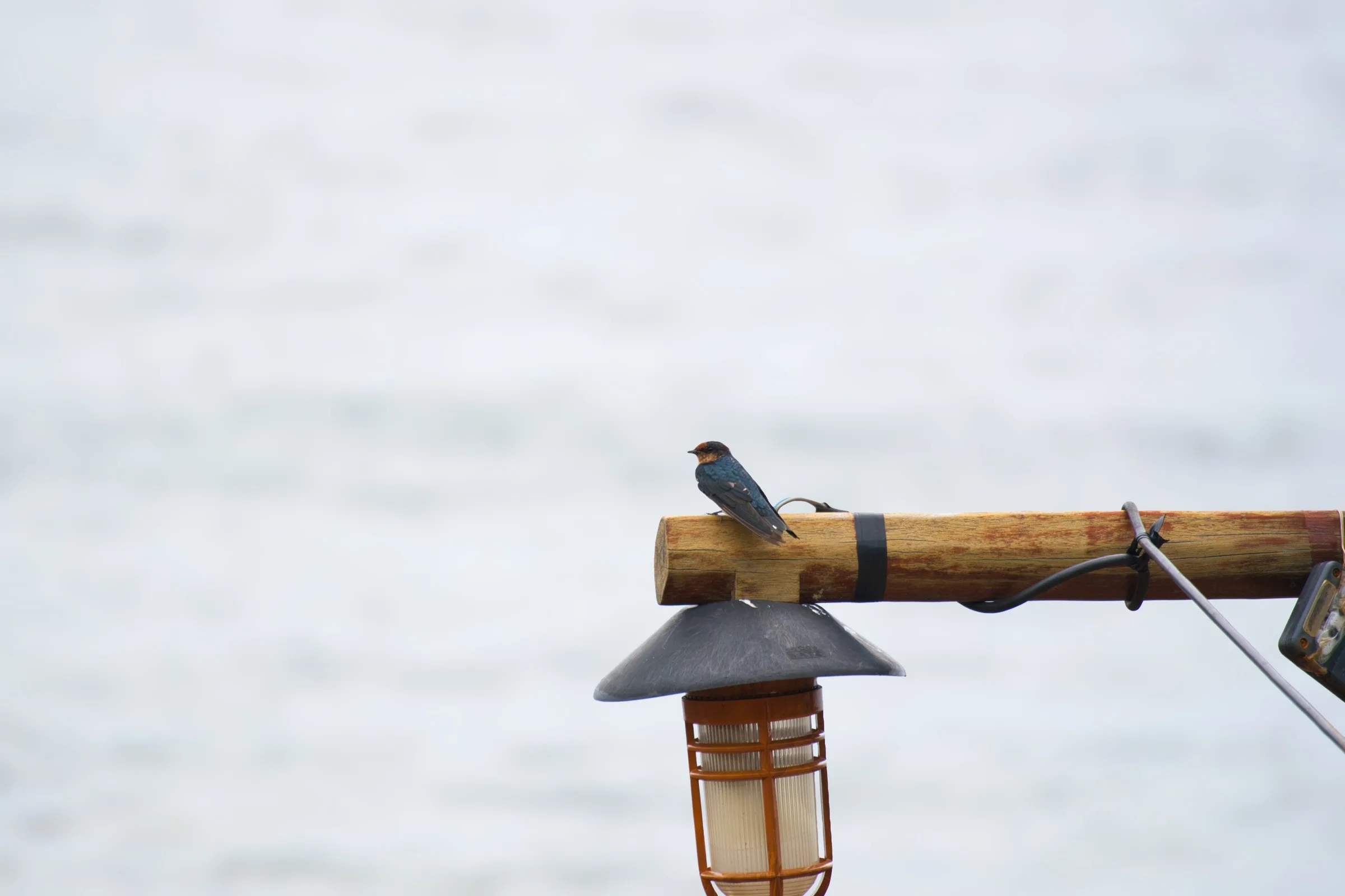 Pacific Swallow on the lamp post
