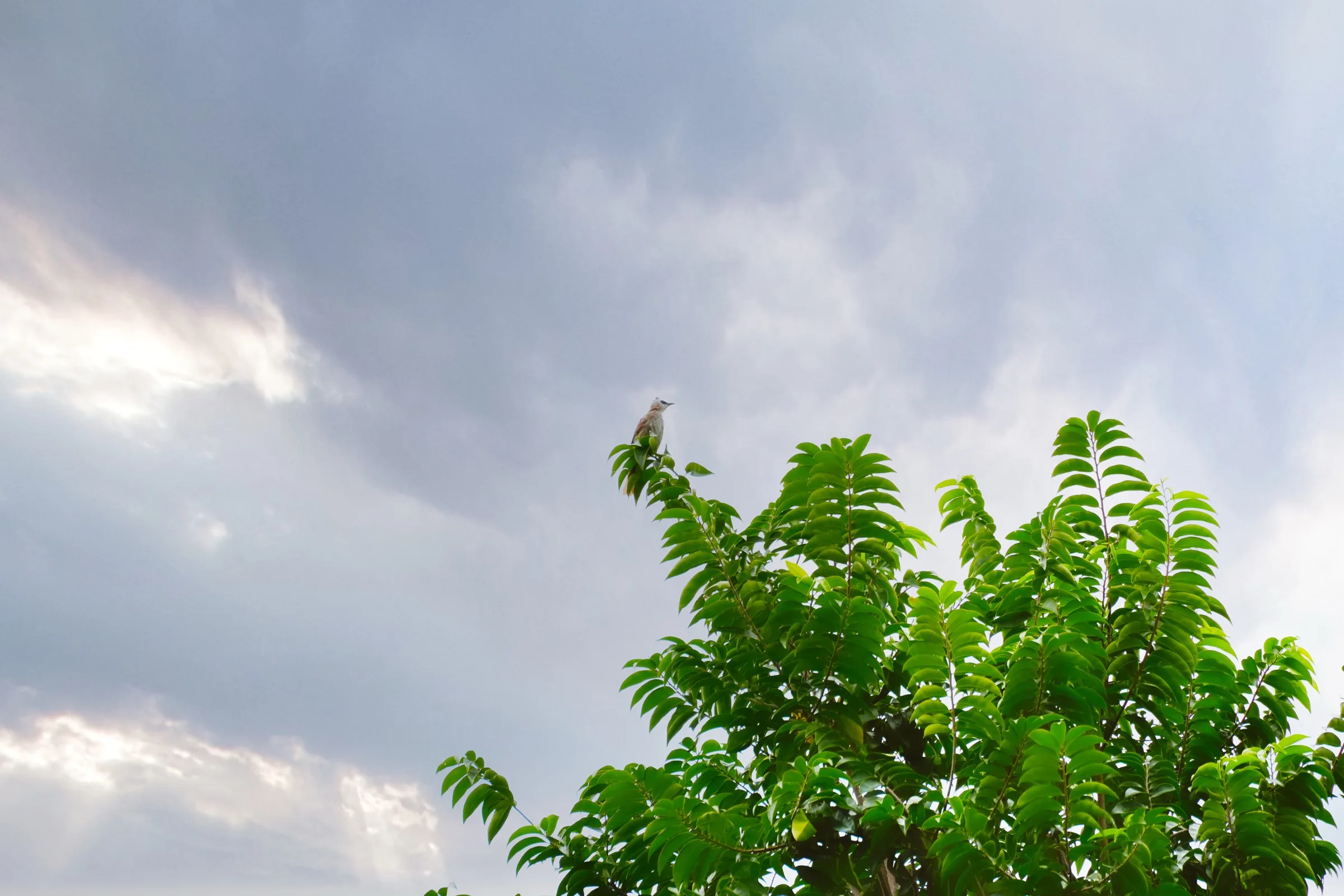 Yellow-vented Bulbul before the rain